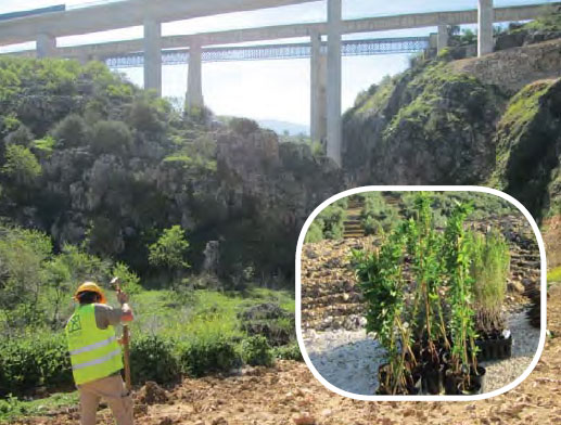 Azvi finaliza la restauracin ambiental del tramo Quejigares-Variante de Loja
