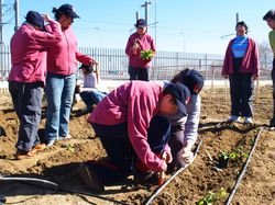Metro Ligero Oeste acoge la II edici�n del huerto solidario para la integraci�n social de personas con discapacidad 