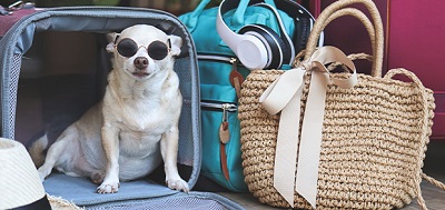Renfe ampl�a a los Avlo la opci�n de viajar con mascota 