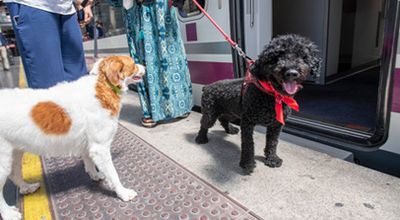 M�s trenes que permiten mascotas en los AVE Madrid-Barcelona