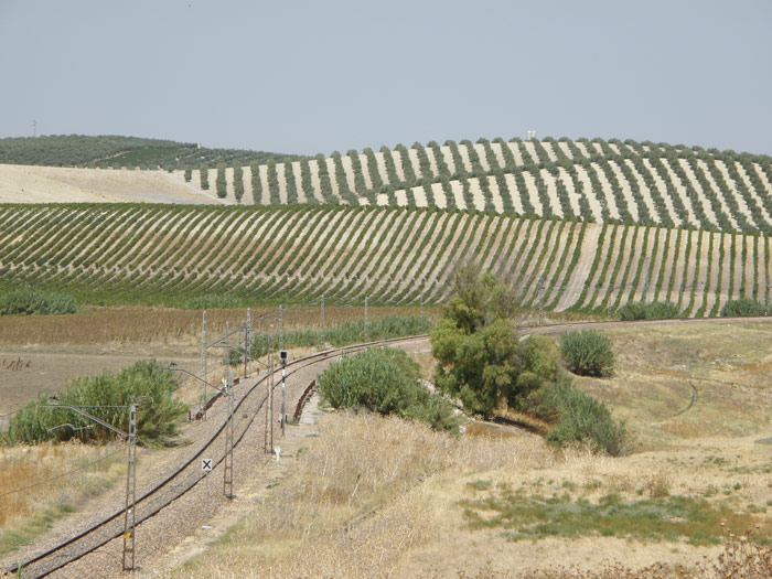 Las vías hacia Córdoba discurren sinuosos entre olivos y viñedos.